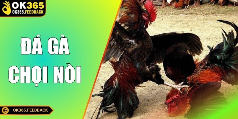 Đá Gà Chọi Nòi - Tìm Hiểu Những Mẹo Hiệu Quả Tại OK365