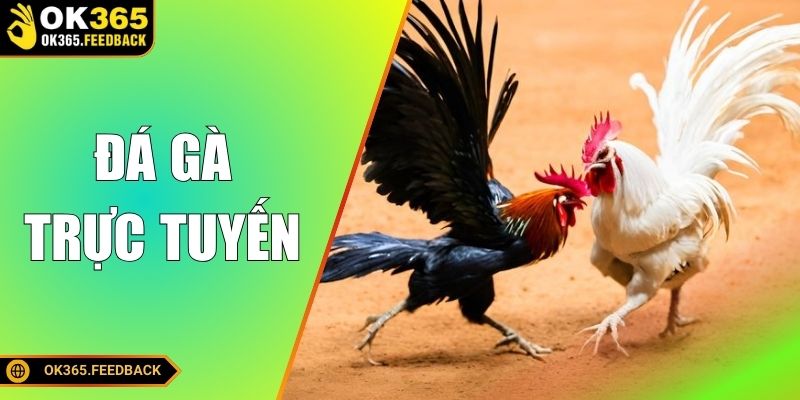 Đá Gà Trực Tuyến Siêu Hấp Dẫn - Xem Cực Nét Cược Cực Đã