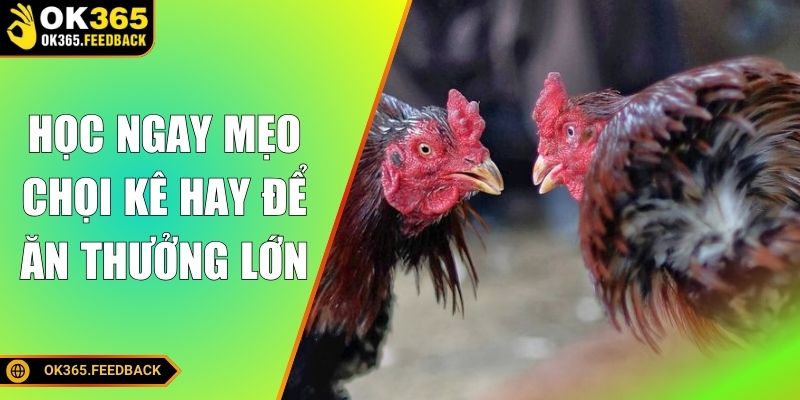 Học ngay mẹo chọi kê hay để ăn thưởng lớn