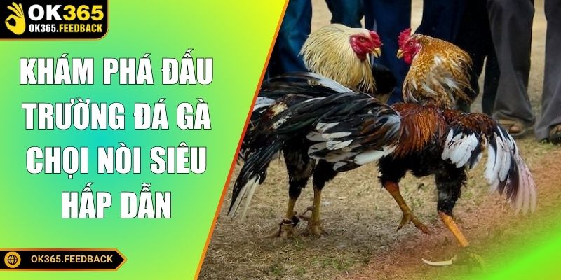 Khám phá đấu trường đá gà chọi nòi siêu hấp dẫn