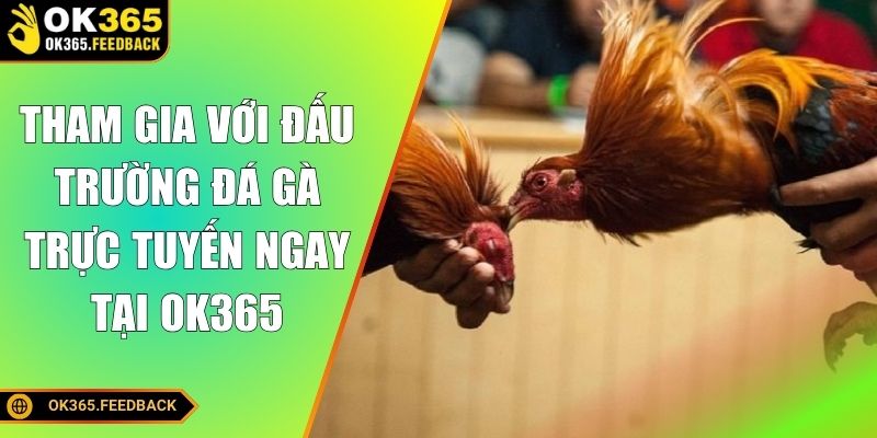 Tham gia đấu trường đá gà trực tuyến ngay tại OK365