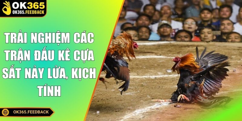 Trải nghiệm các trận đấu kê cựa sắt nảy lửa, kịch tính